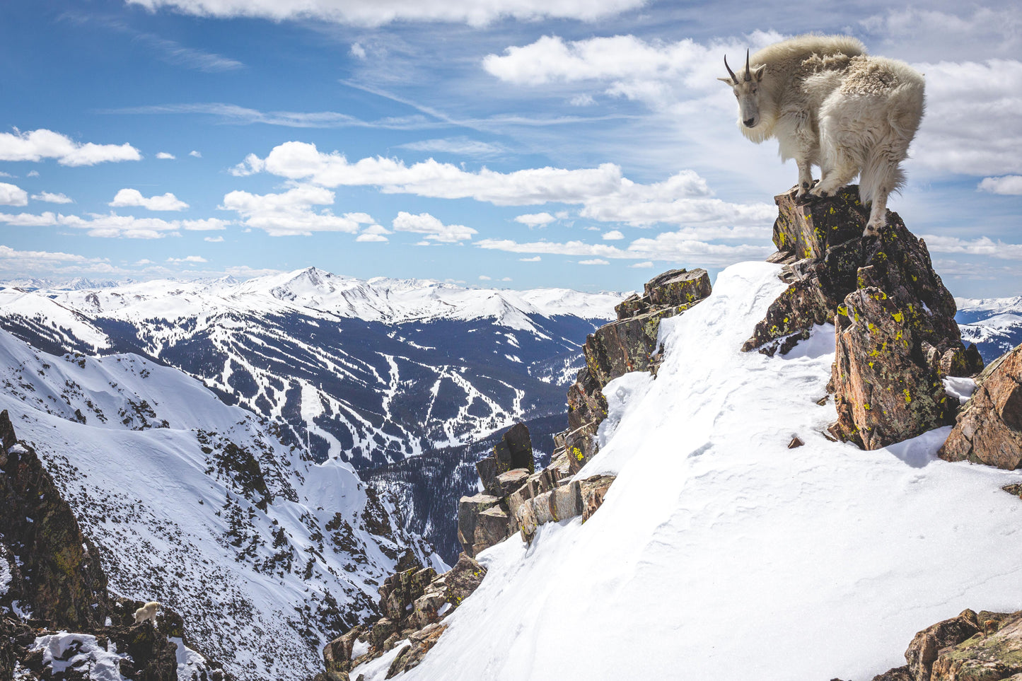 THE GOAT 12X18 METAL PRINT